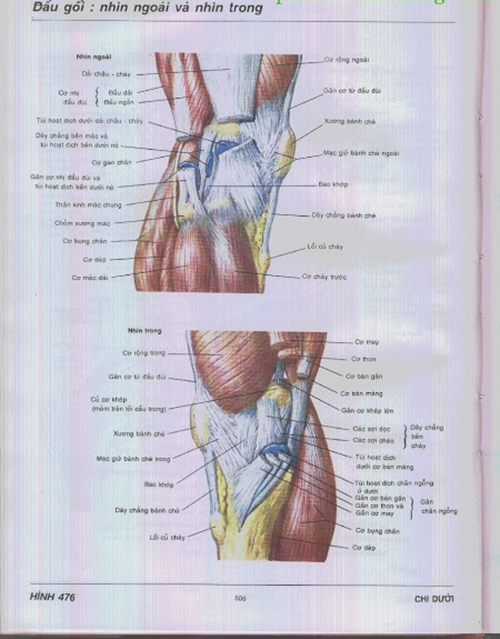 Hình ảnh sơ đồ khớp gối – Atlas giải phẫu Frank H.Netter