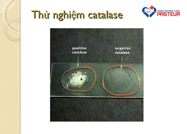 Enzyme catalase có vai trò gì trong các phản ứng hóa học?
